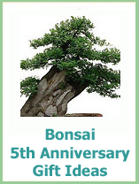 5 year anniversary gifts bonsai trees