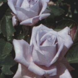 25th anniversary rose