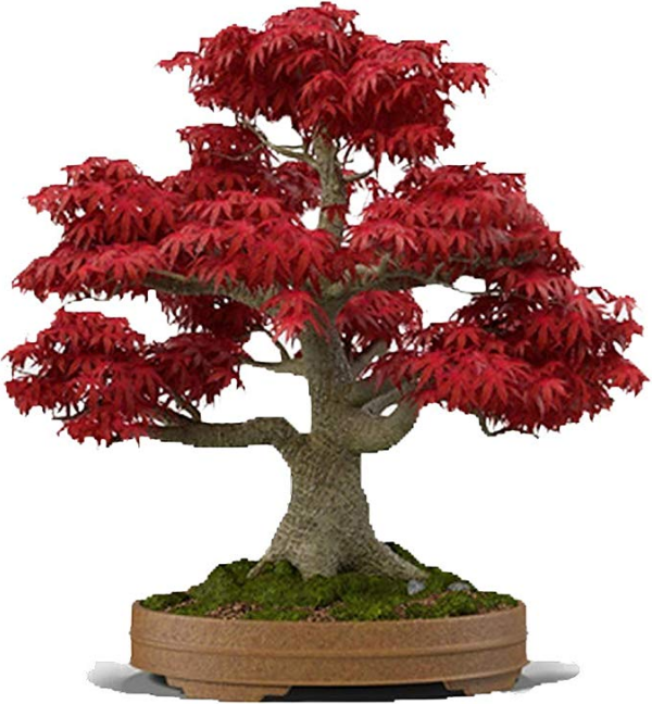 5 Reasons A Bonsai Tree Is The Perfect Christmas Gift  Bonsai Outlet