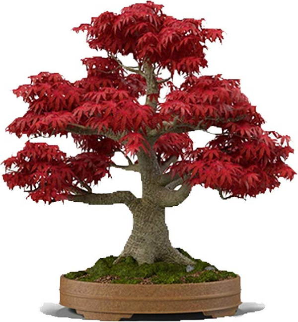 https://www.anniversary-gifts-by-year.com/images/bonsai-gift.png