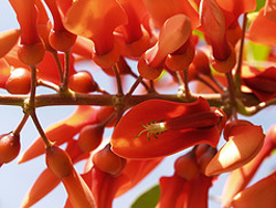 coral colored flowers for 35th anniversary
