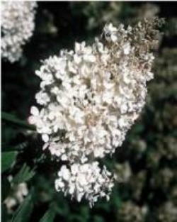silver colored anniversary flowers